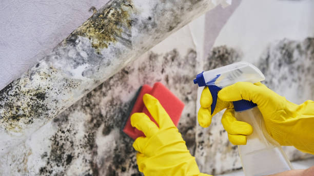 Best DIY Mold Remediation in Belle Plaine, KS